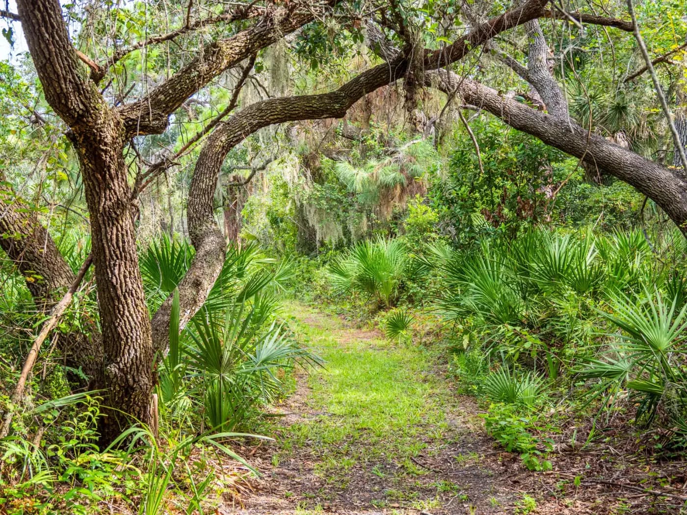 Pipedex Plumbing in Osprey, FL